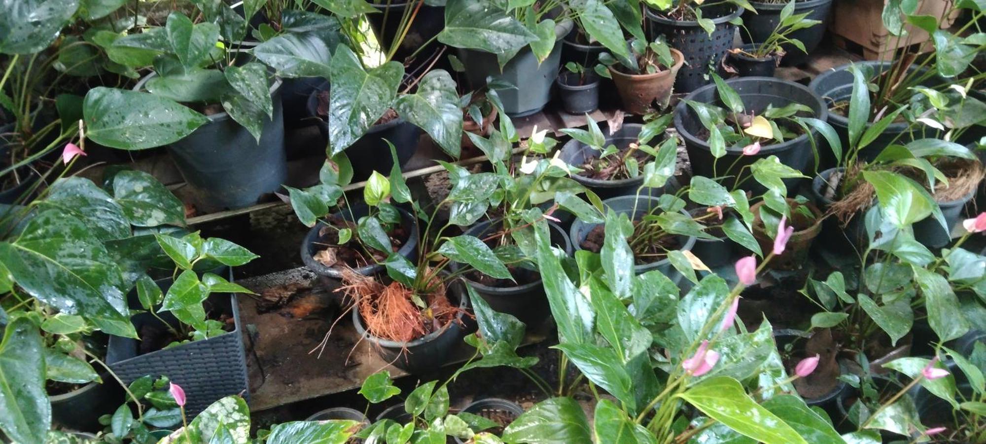 Kanneliya Eco Garden Hotel Koralegama 외부 사진